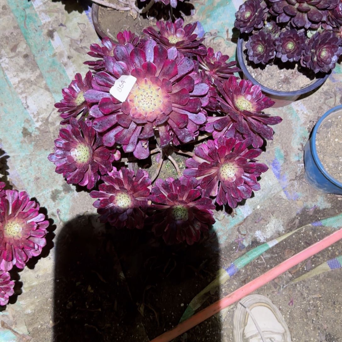 祝融法师多肉854