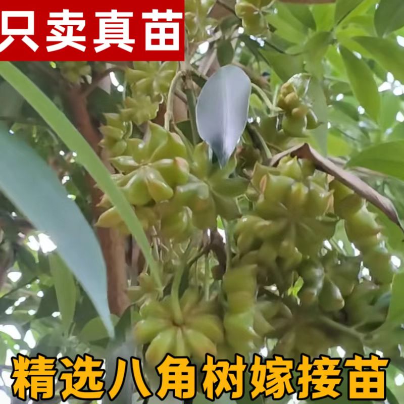 广西高产八角大红八角果树苗嫁接苗矮化古龙嫁接新鲜罗马大料八角