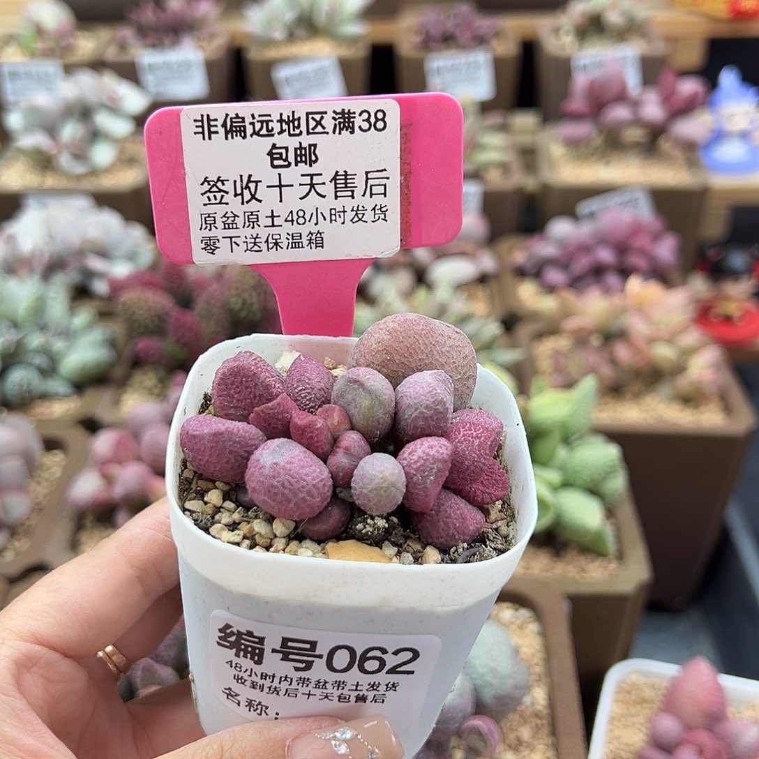 062夏娃多肉植物