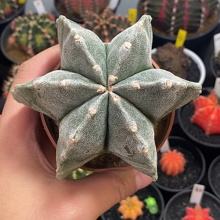 鸾凤玉—带盆土发货5