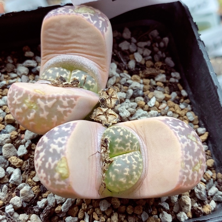 我是一只小小鸟地域鬼的455