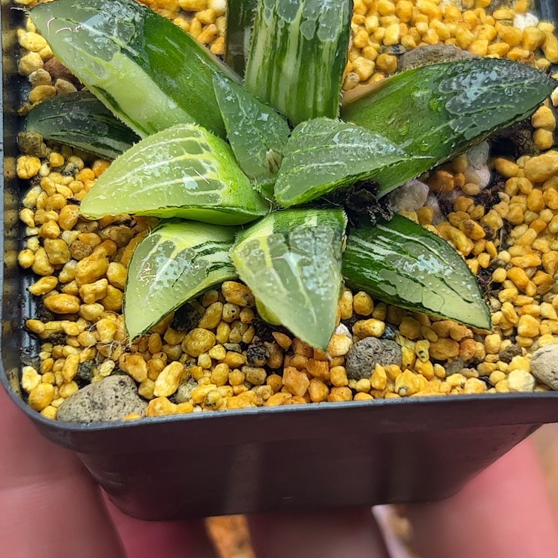 青木女王今六公分十二卷