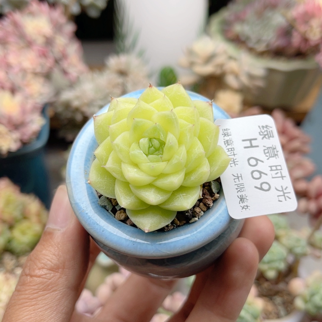 669 珍妮麦秆 带陶瓷盆发货 满28包邮