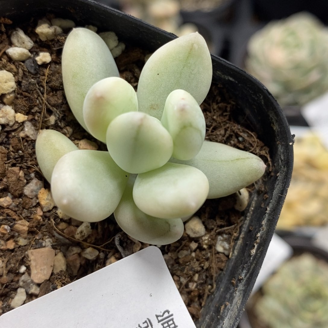 447三日月美人锦单头