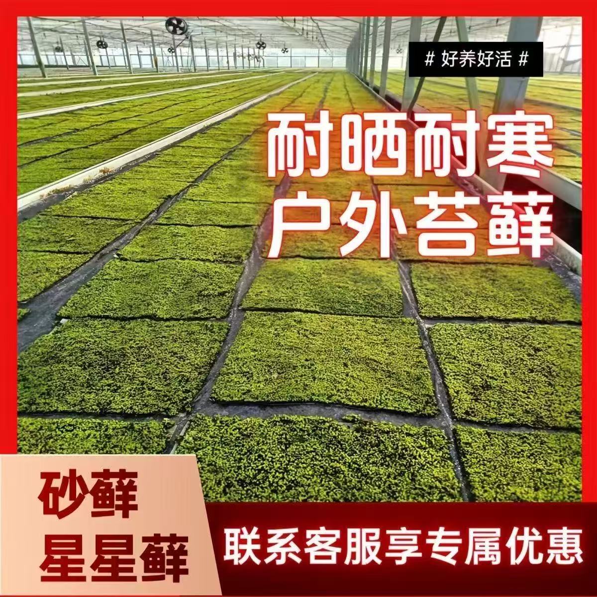 户外推荐 东亚砂藓苔藓 耐寒耐晒易活景观园林造景庭院铺面微景观