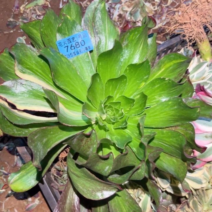新*魅影七彩7680多肉植物
