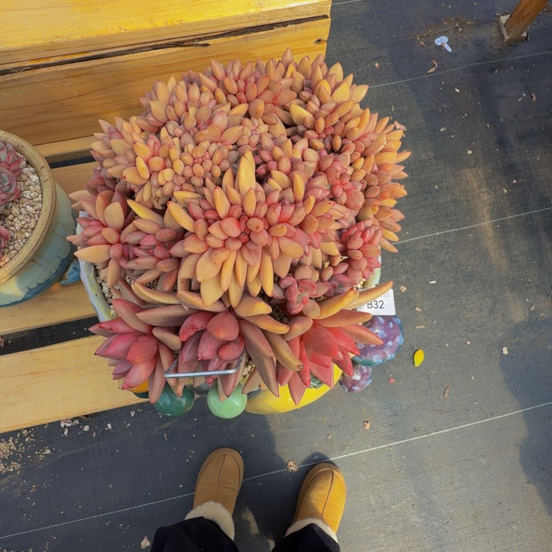 芣**一b b b b b b b v b b 32