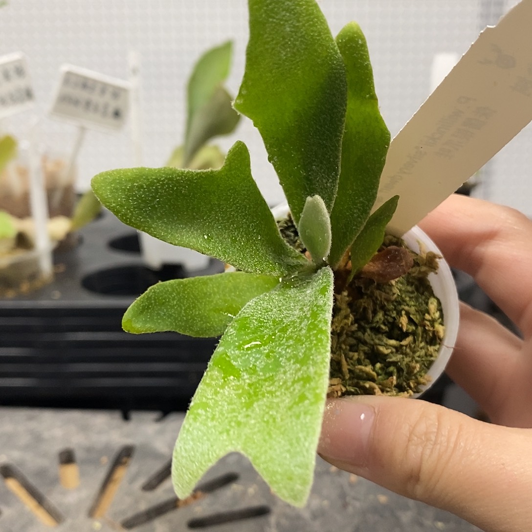 无花朵侏儒银爪哇