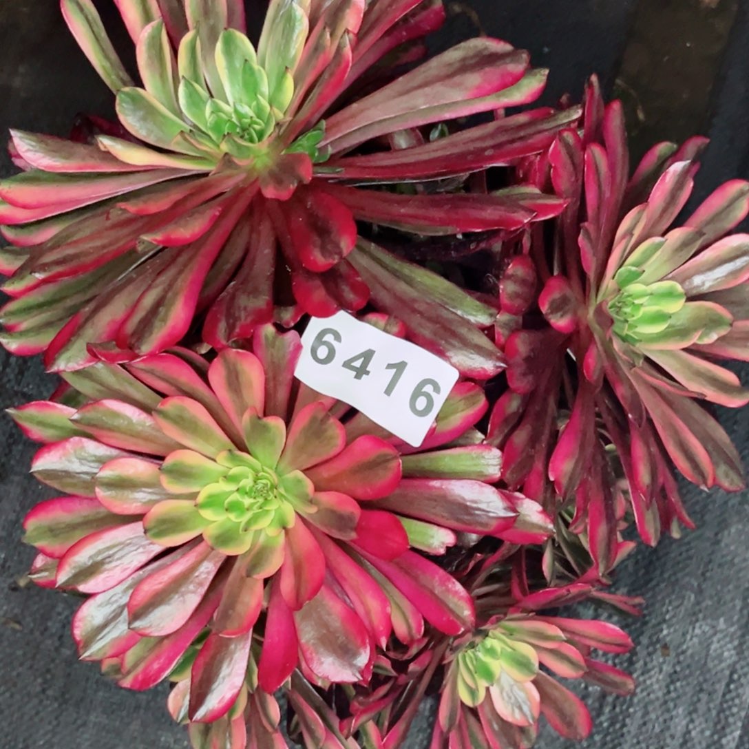 云端多肉发货发货