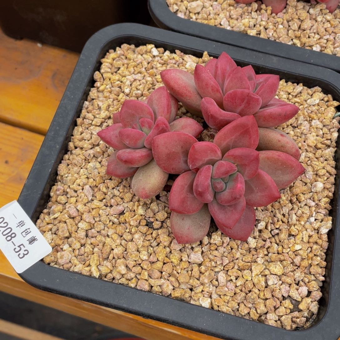 拾*?0208-53-赫菲斯托。。。。。