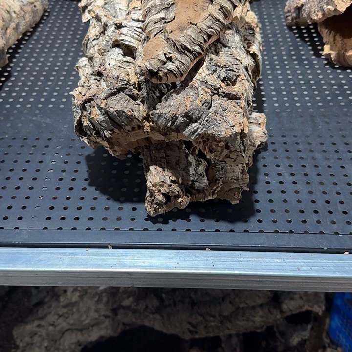 风***语无花朵一物一拍一物一发