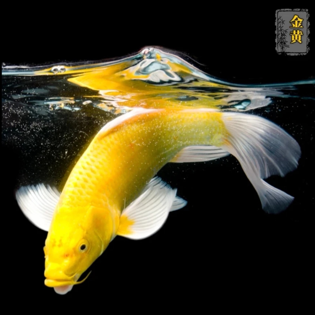金色16-20CM普身大鳍蝴蝶鲤冷水好养耐活招财观赏鱼