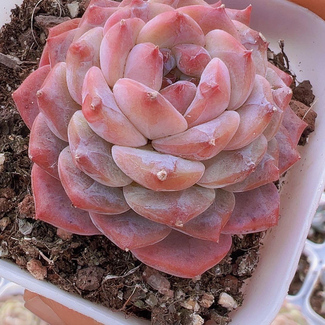 冰塔19包邮多肉植物