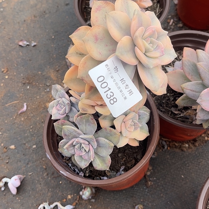 紫乐锦群，一物一拍