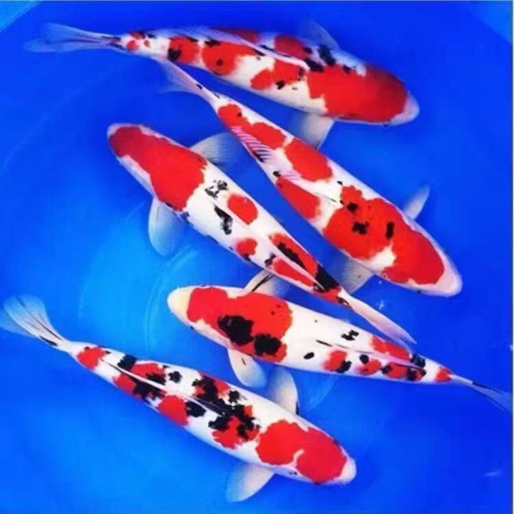 26-31锦鲤冷水观赏鱼好养耐活品种齐全