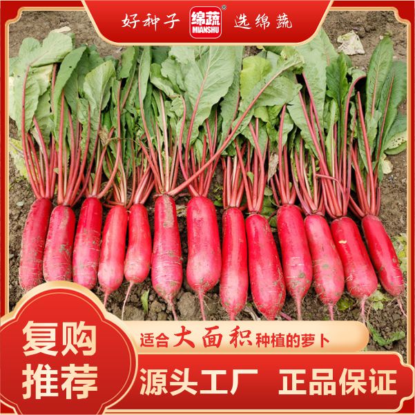 绵蔬【满田红】皮色红肉白色长、水汁丰富、味微甜、细嫩、泡菜简单蔬菜