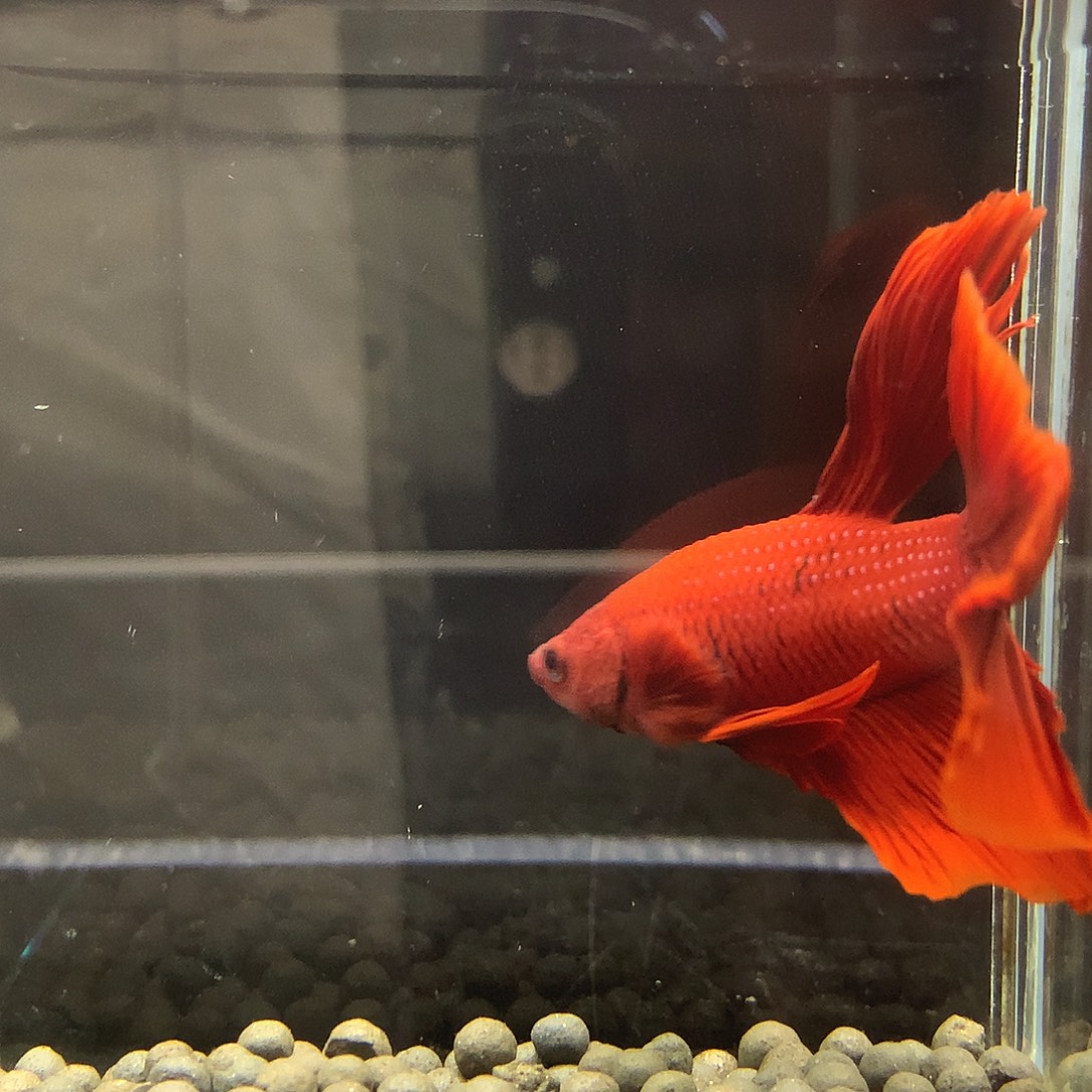 海水鱼七弟泰国斗鱼242