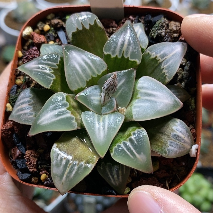 【闪购商品】21喷泉
