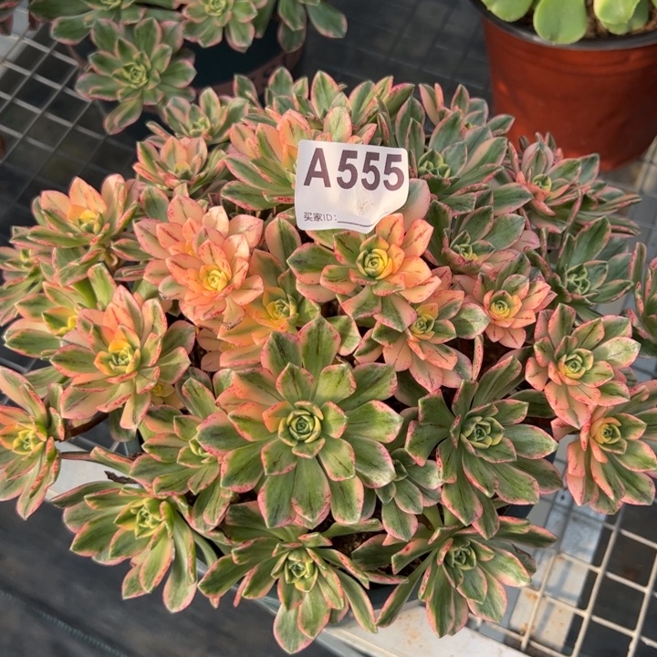 555甜茶22厘米左右