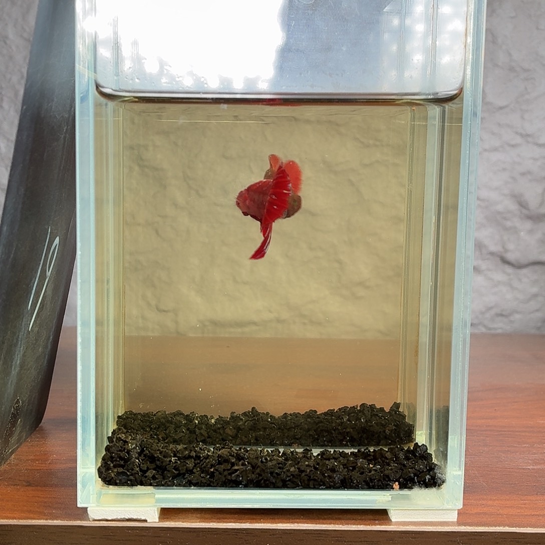 斗鱼彩金半月母鱼