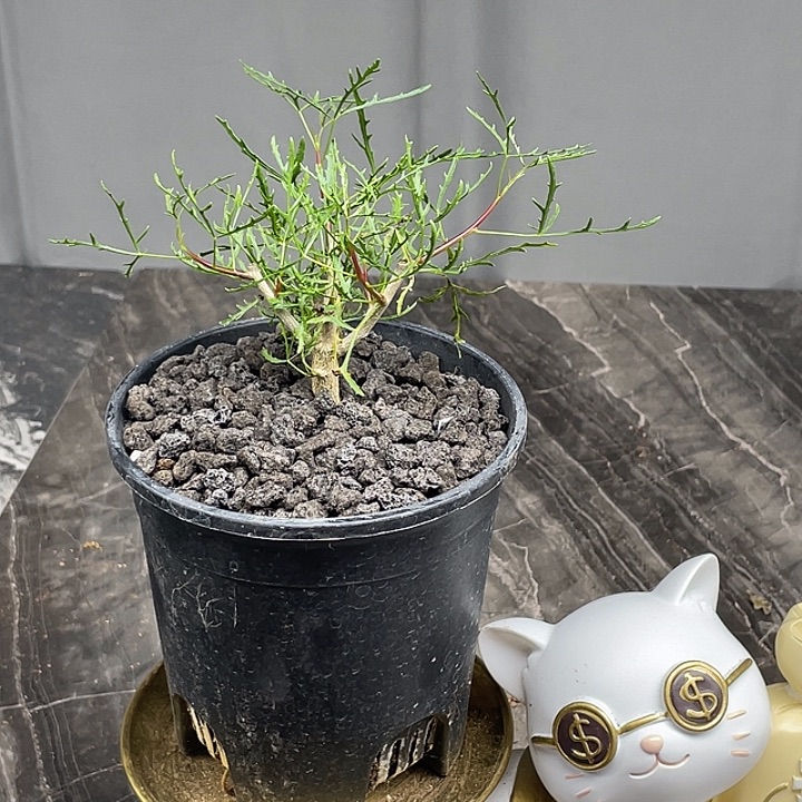 飞羽没药橄榄新品体验价