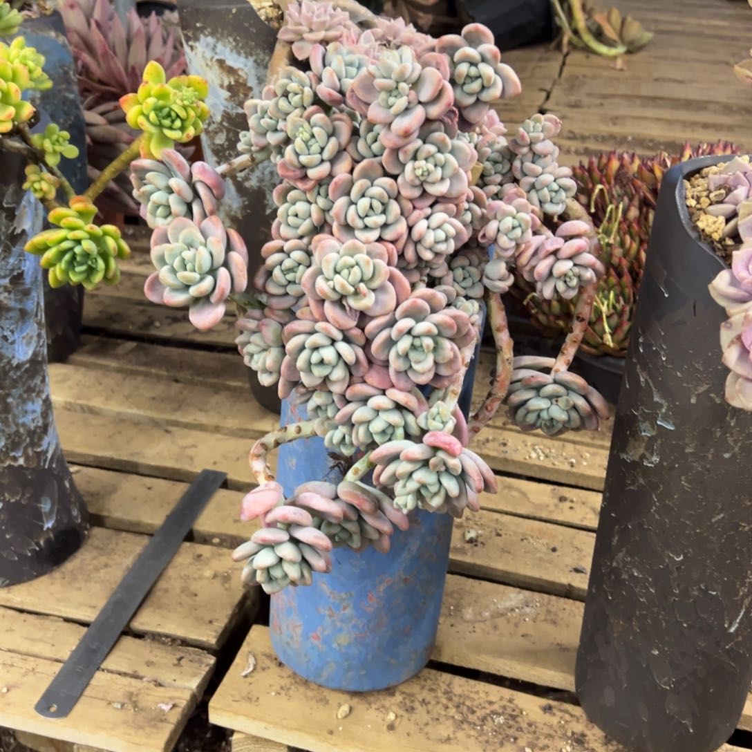 露养老桩脱土裸根紫乐换洛神补差价