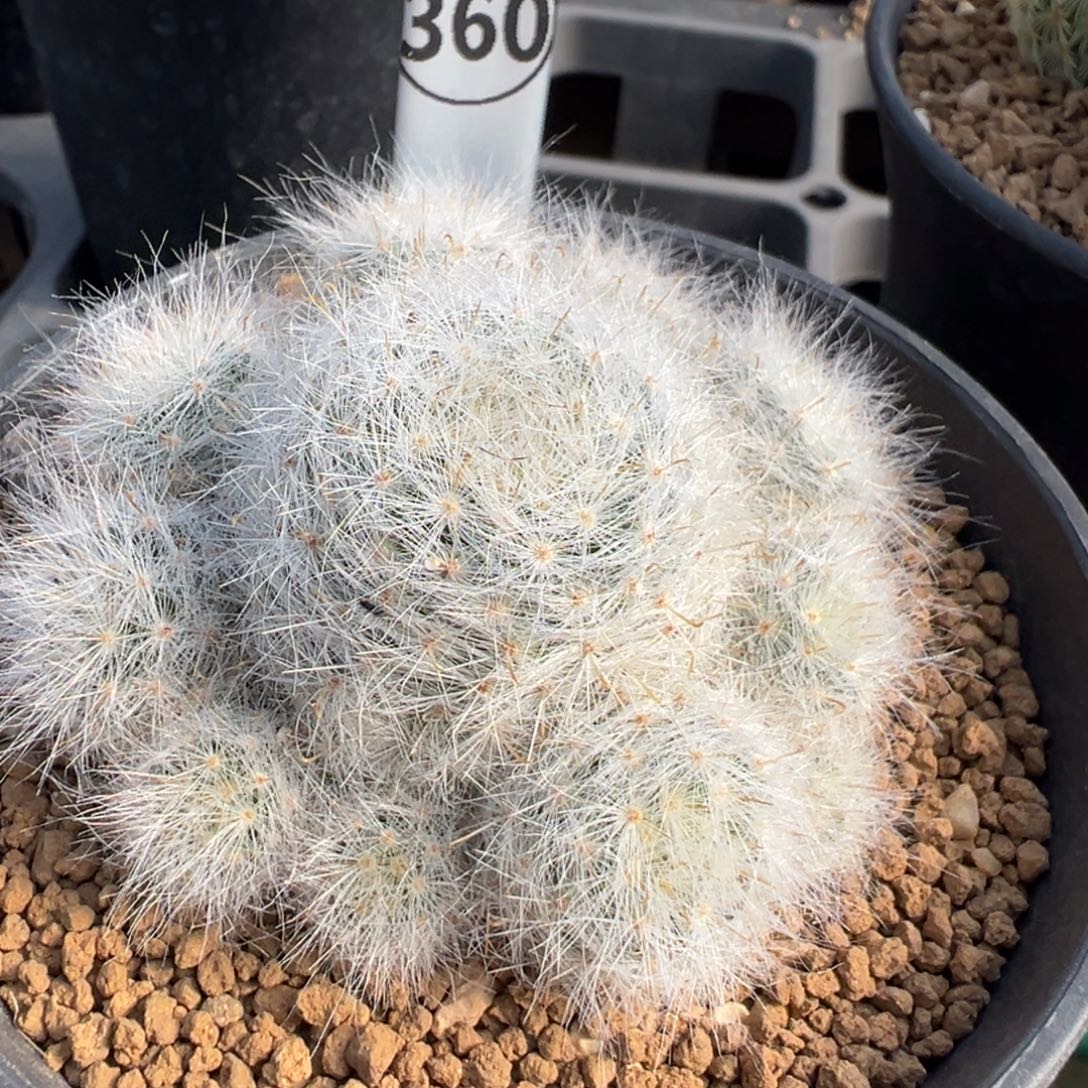 360实生根小惑星多肉植物带盆土