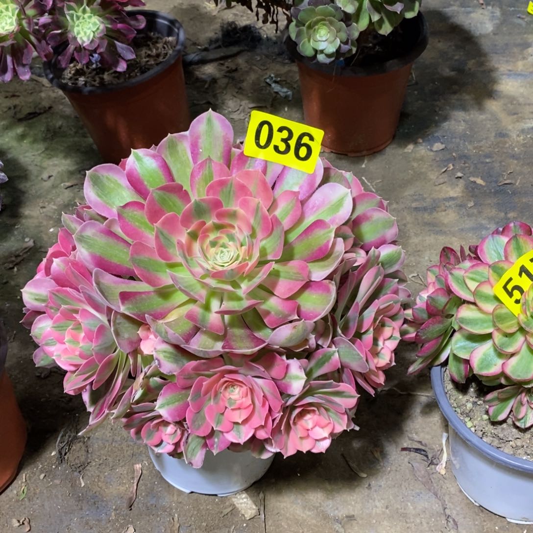 粉女巫多肉法师036