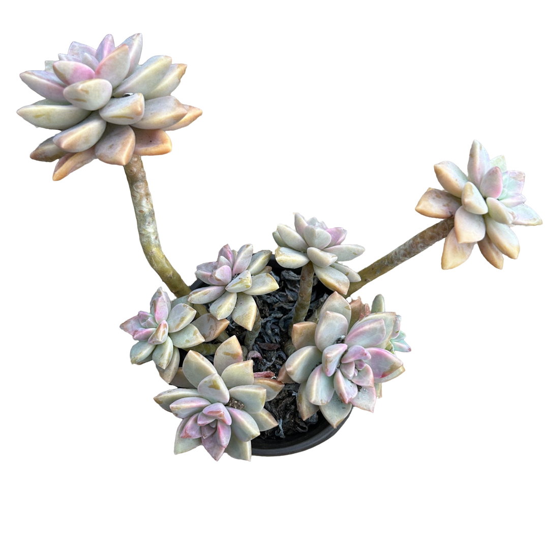 淡雪 多肉植物（满15包邮 直播间展示为准）