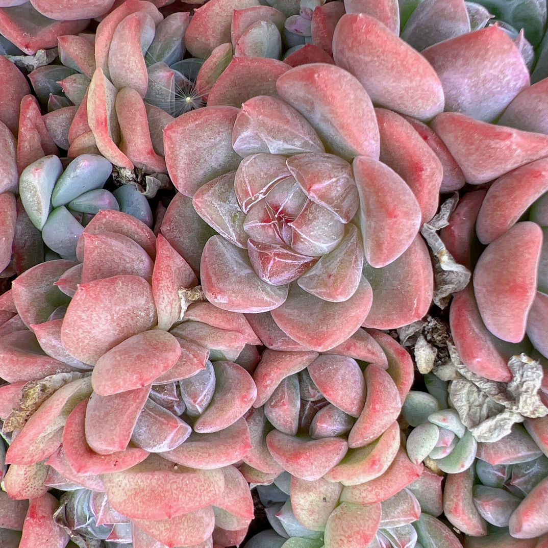 新品31号多肉正方形小盒切糕