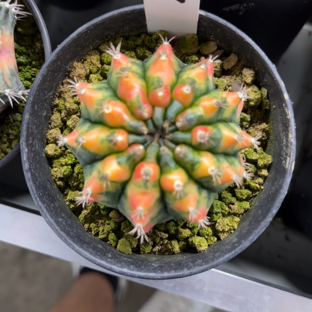 108-0213拿玻璃脱土发多肉