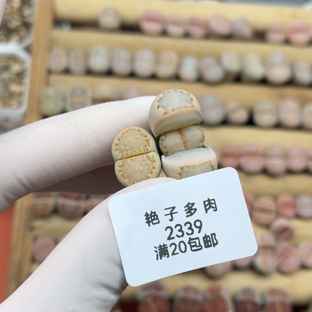 l***n2339号两颗饼干发货