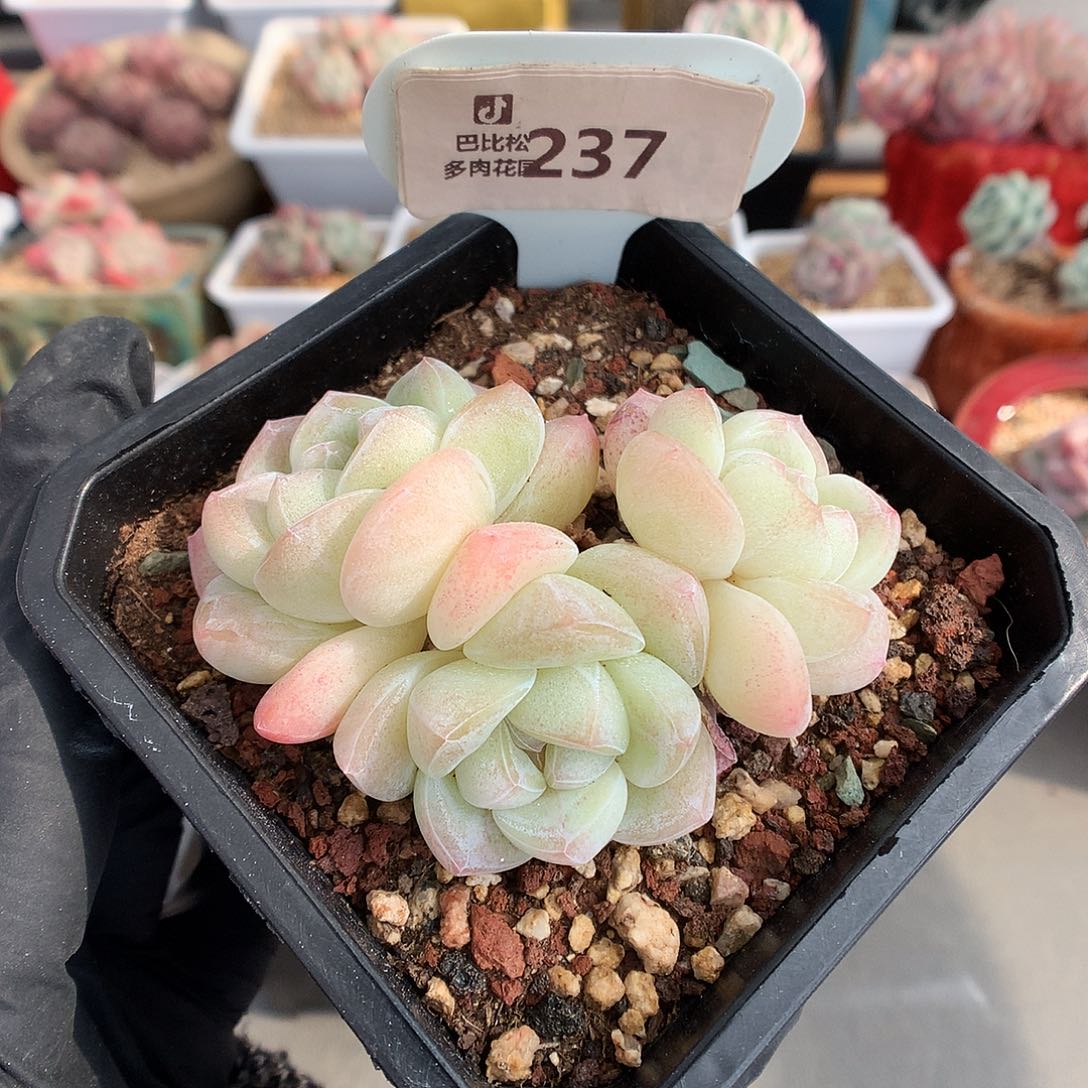 237 粉透冰玉多肉