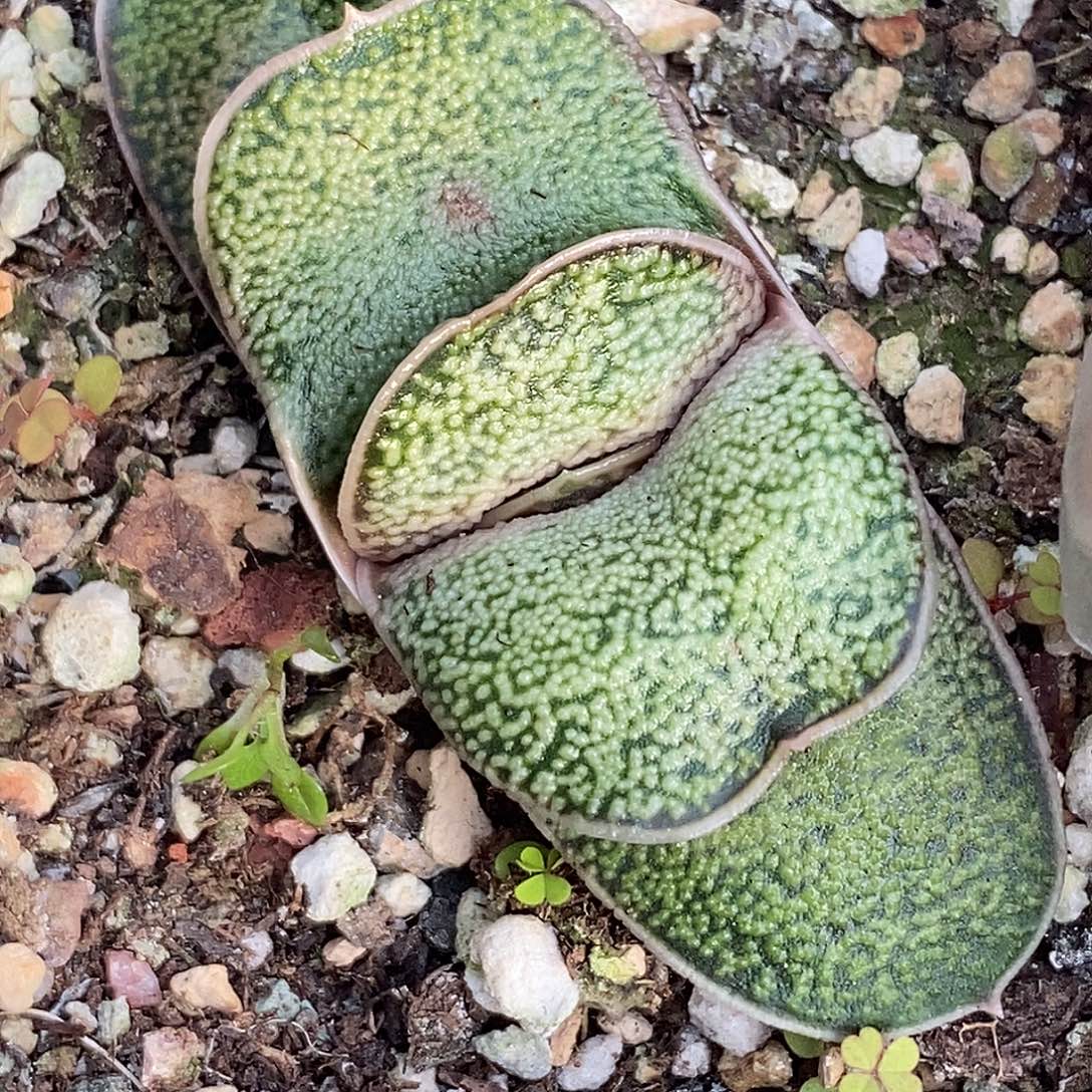 不带盆脱土裸根发货