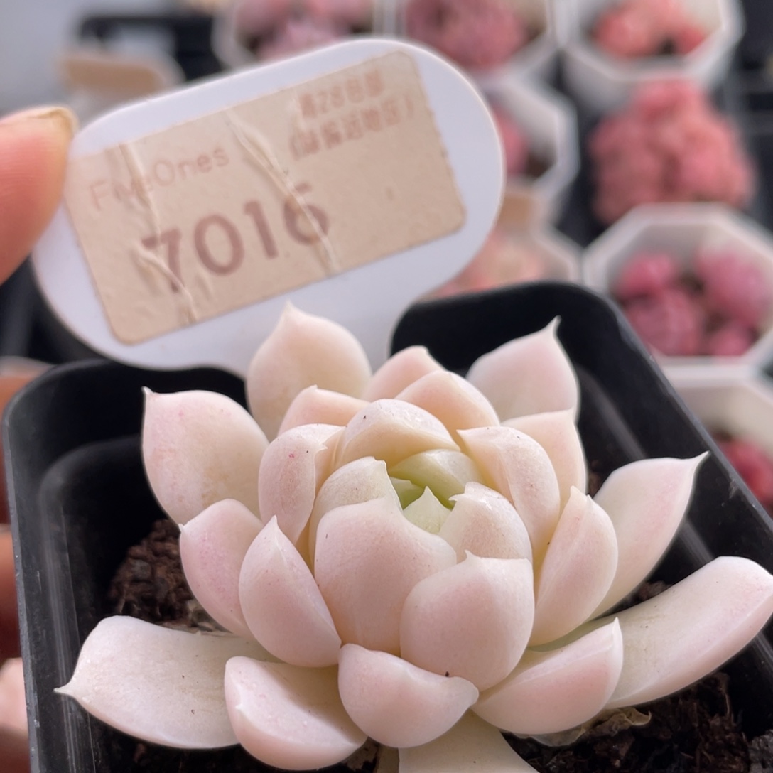 白月影7016-5.0厘米