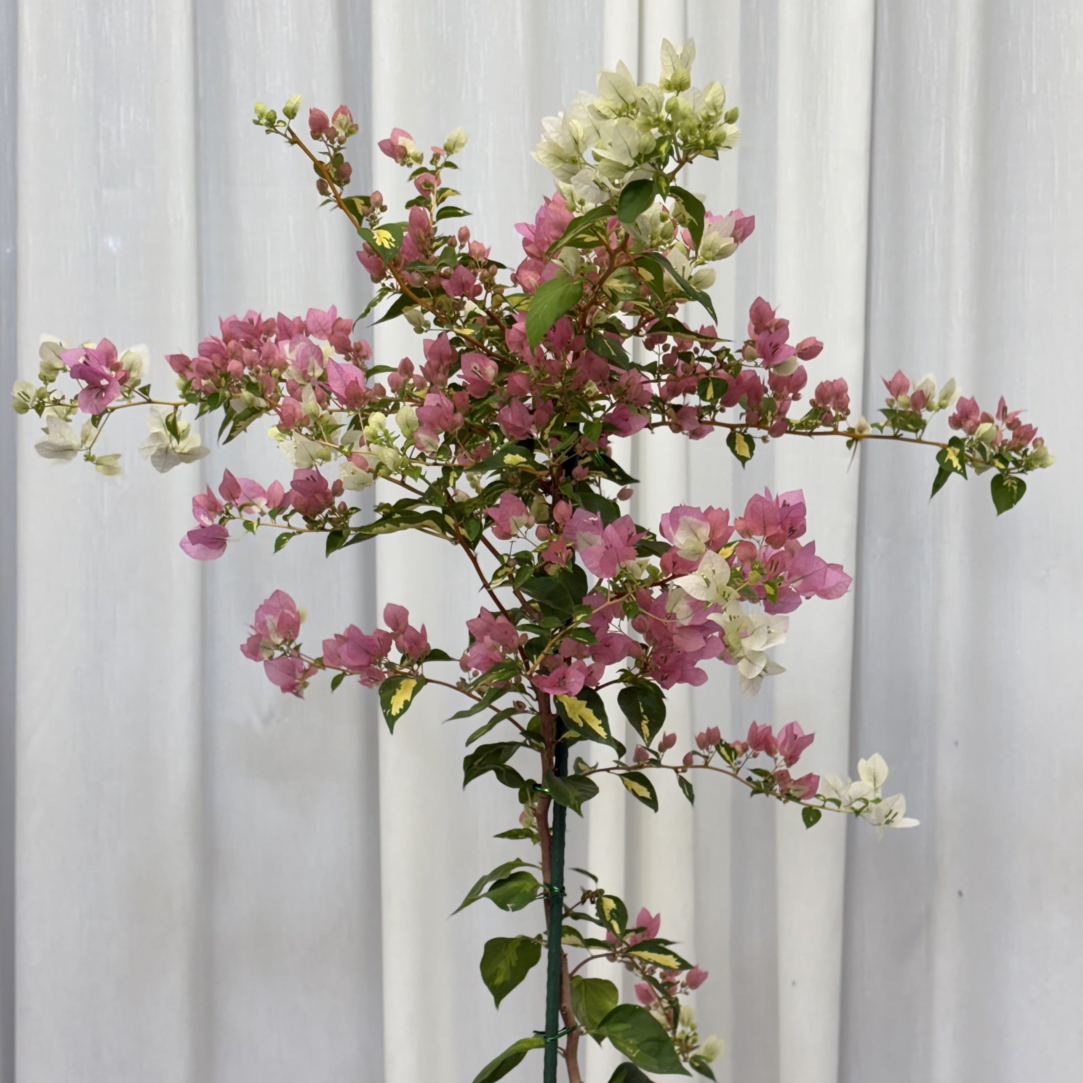 三角梅直播间一物一拍 以直播间为准