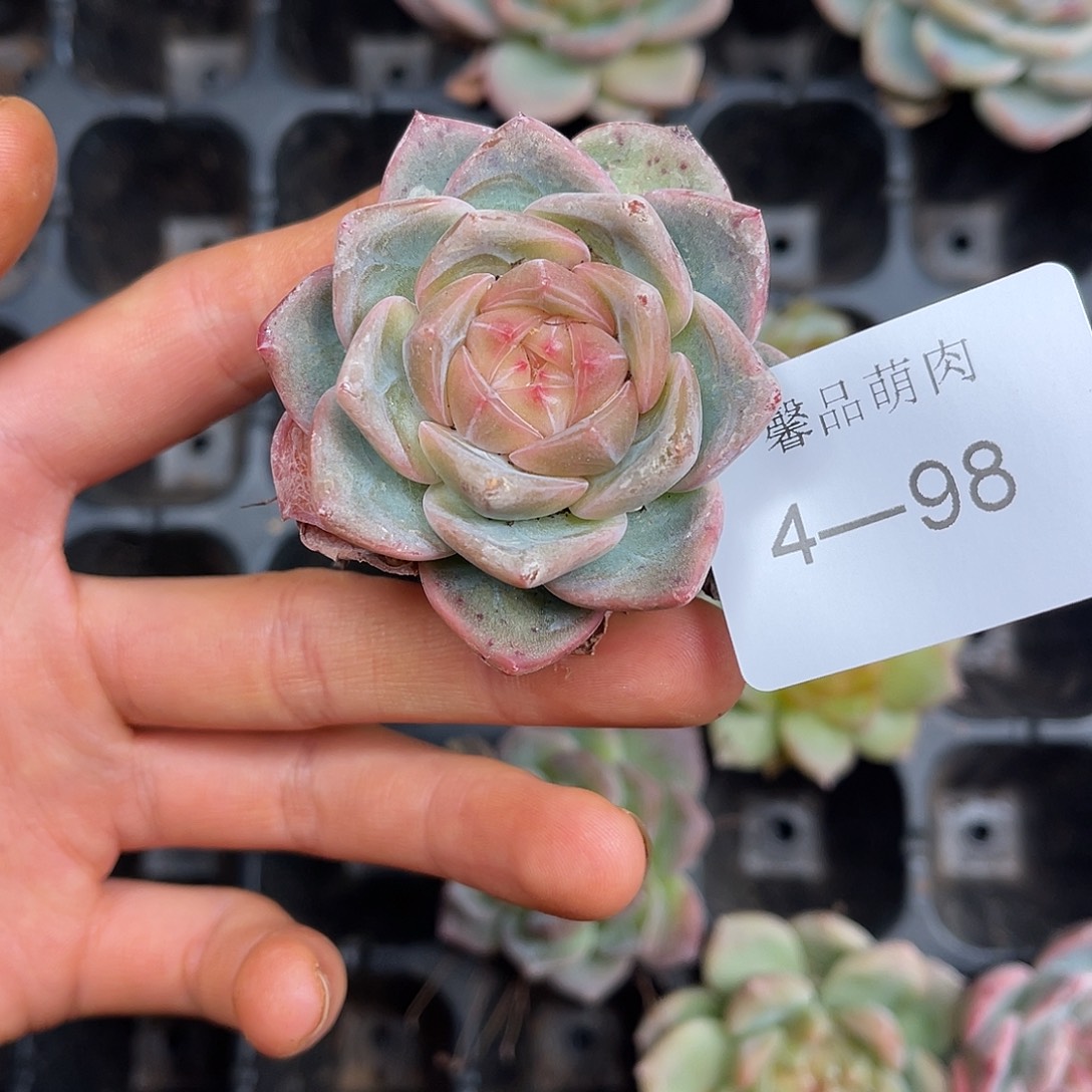 多肉一物一拍4-98