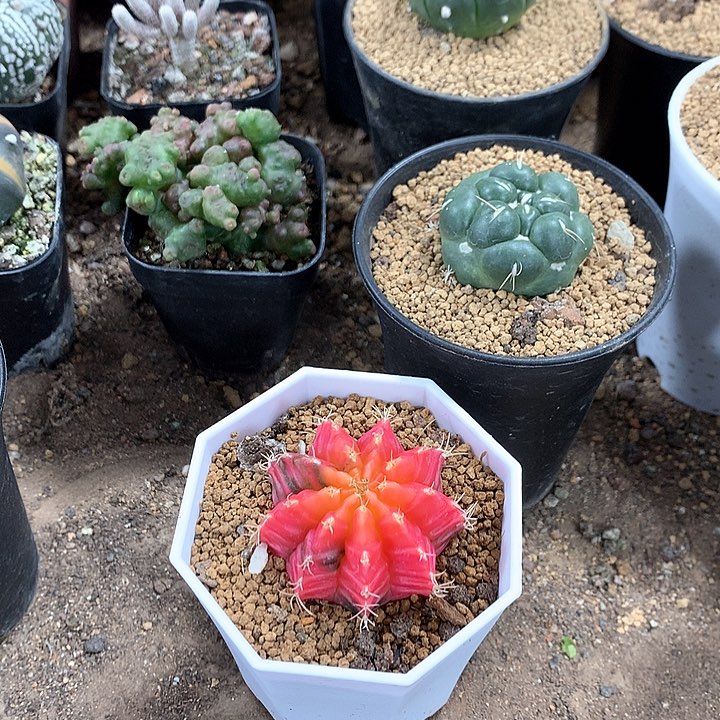 123884268742387455885687426995