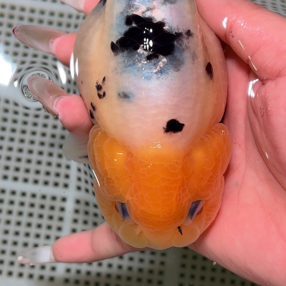 金鱼拍包装包邮不拍包装运费到付