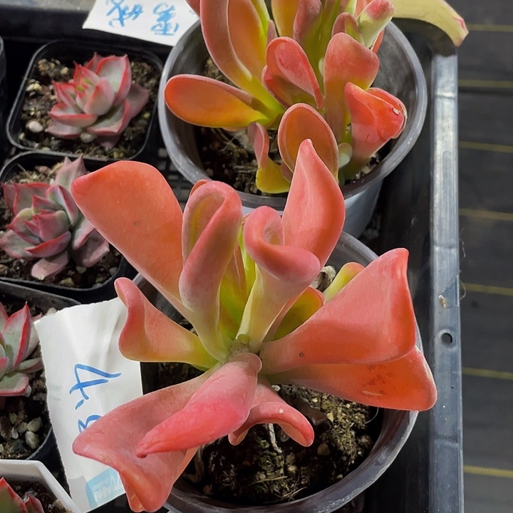 火狐狸带盆土发货