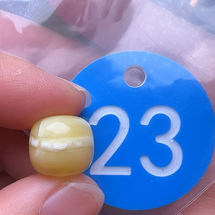 蜜蜡裸石未镶嵌花粉12.5m m