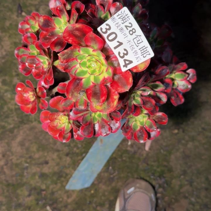 30134南冰淇淋多肉植物