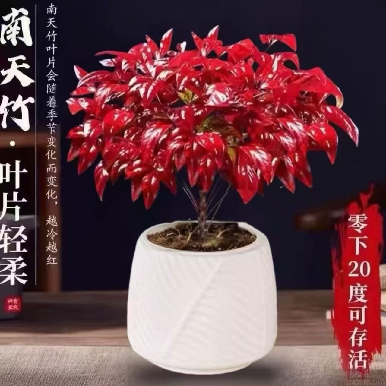 火焰南天竹盆栽越冷越红耐寒室内外桌面好养绿植