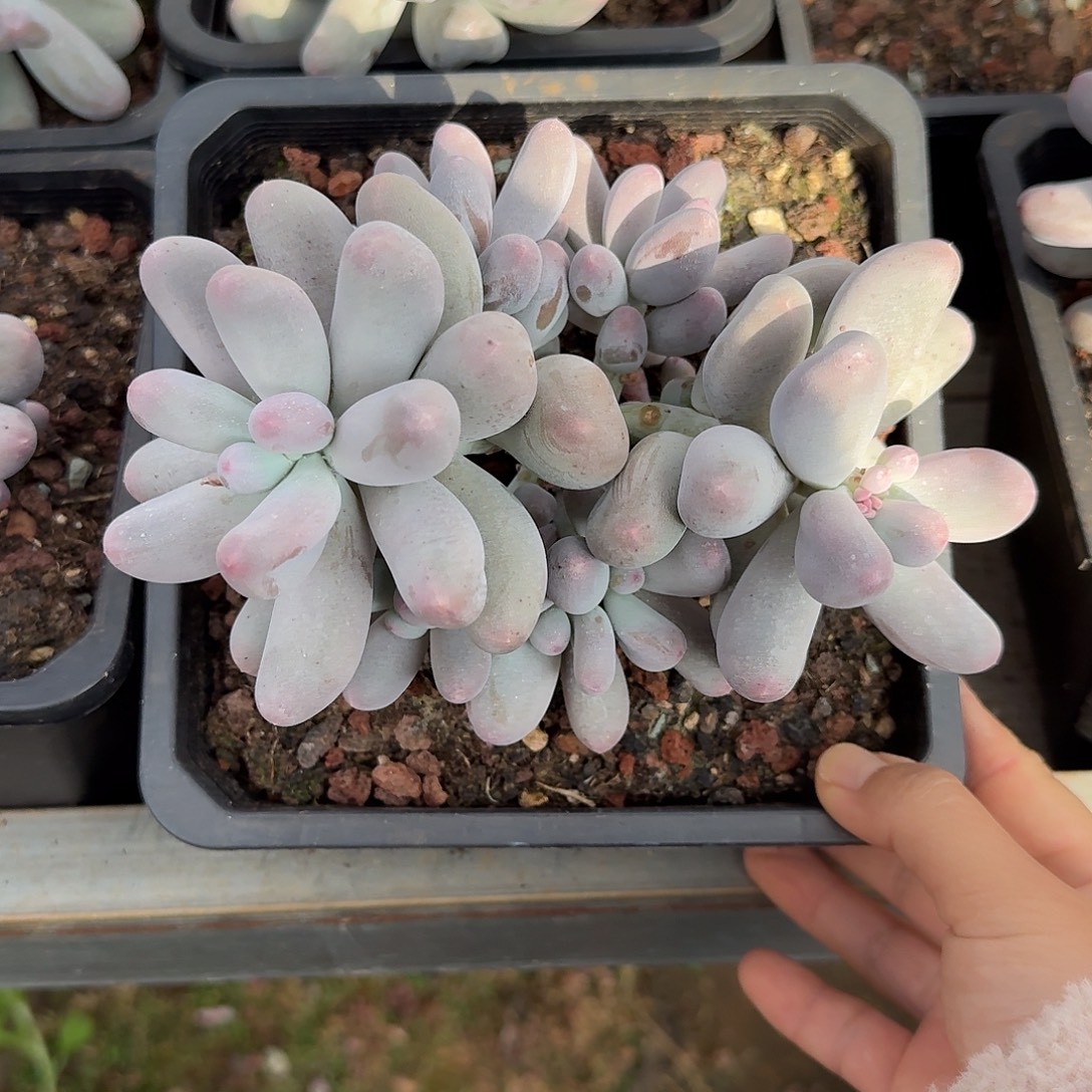 米可奶整无砍群生多肉