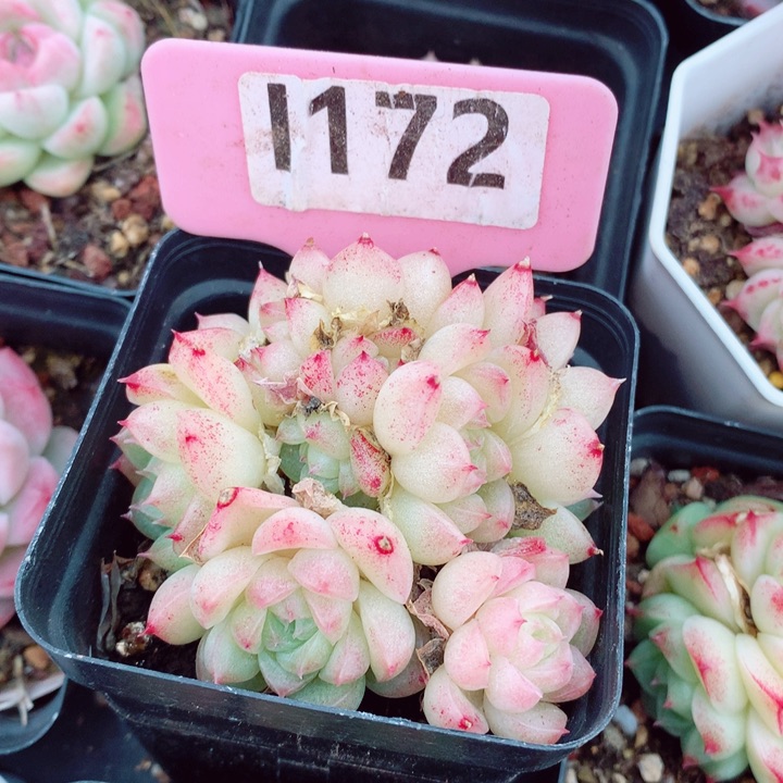 麦秆7cm不包整群