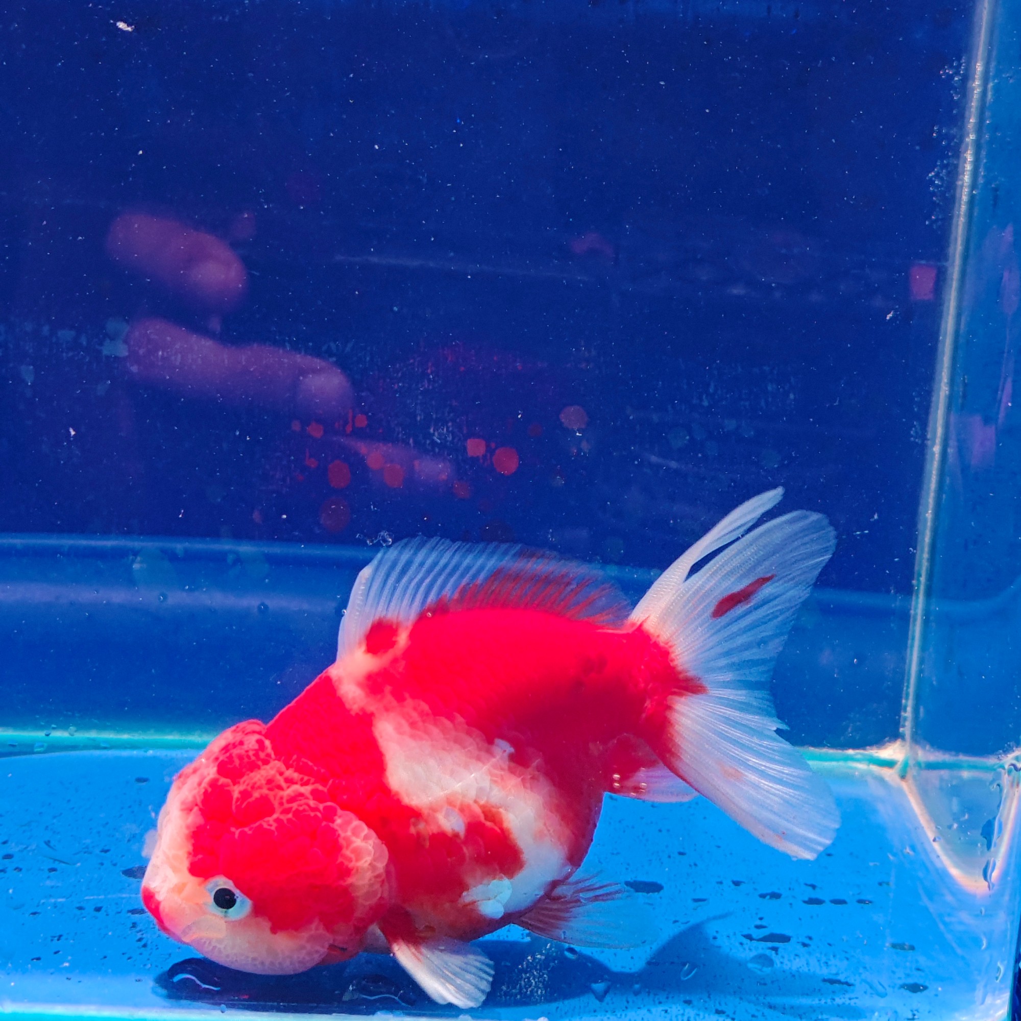 精品观赏鱼一条