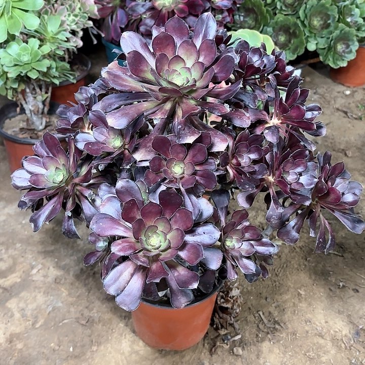 多肉植物黑圆叶3