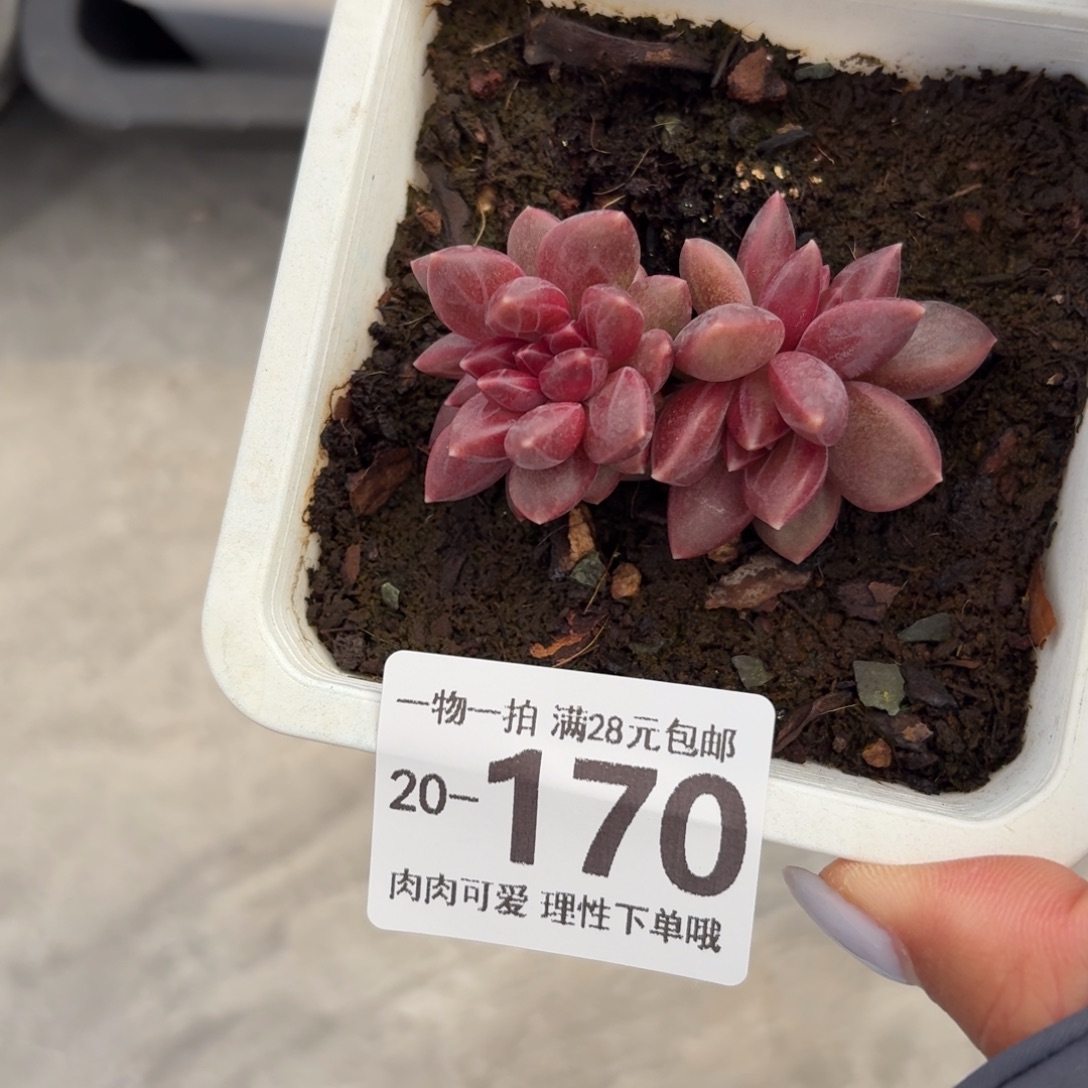 迷雾泡泡缀无盆土