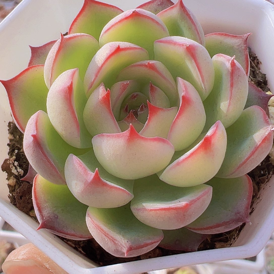 勾魂仙子19包邮多肉