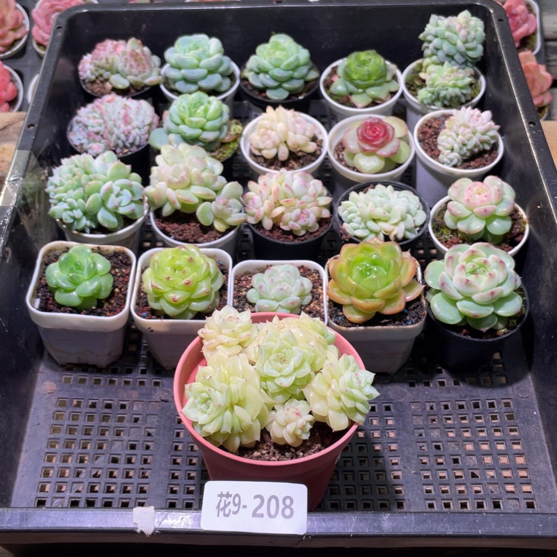 花利美9-208框拍21颗